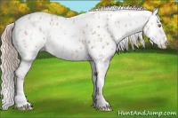 Horse Color:Gold Champagne Leopard  and Gold Champagne Fewspot 