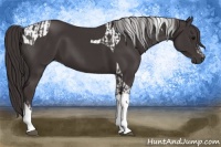 Horse Color:Smoky Black  and Smoky Black Tobiano 