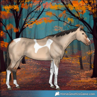 Horse Color:Bay Dun Tobiano 