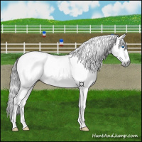 Horse Color:Gray White Spotted Buckskin Dun Splash Tobiano 