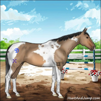 Horse Color:Bay Dun Tobiano 