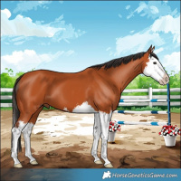Horse Color:Bay Splash 