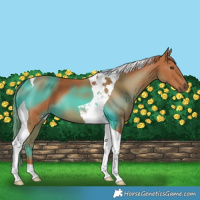 Horse Color:Chestnut Tobiano 
