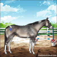 Horse Color:Blue Onyx Tobiano