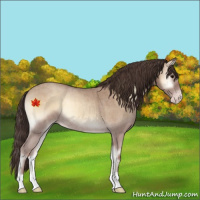 Horse Color:Classic Champagne Roan Onyx Rabicano 