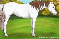 Horse Color:Red Roan Splash Near Fewspot 