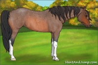Horse Color:Bay Roan 
