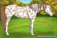 Horse Color:Chestnut Appaloosa 