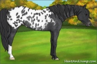 Horse Color:Black Appaloosa Rabicano 