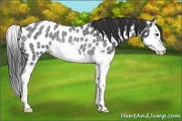 Horse Color:Blue Roan Splash Appaloosa Rabicano 