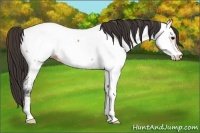 Horse Color:Bay Ice Roan Appaloosa 