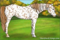 Horse Color:Red Roan Appaloosa 