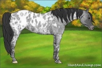 Horse Color:Blue Ice Roan Appaloosa 