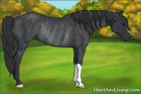 Horse Color:Black Rabicano 