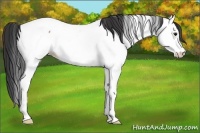 Horse Color:Bay Roan Splash Appaloosa 