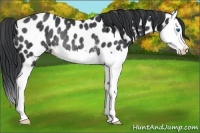 Horse Color:Black Splash Appaloosa Rabicano 