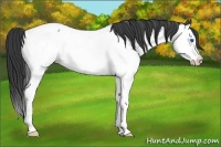 Horse Color:Blue Roan Splash Near Fewspot Rabicano 