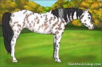 Horse Color:Bay Ice Appaloosa Rabicano