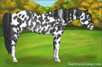 Horse Color:Black Appaloosa Rabicano 