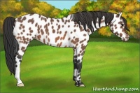 Horse Color:Bay Roan Appaloosa 