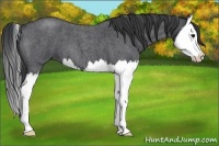 Horse Color:Blue Roan Splash 