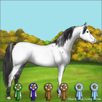 Horse Color:Blue Roan Appaloosa 