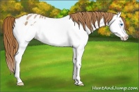Horse Color:Red Roan Splash Appaloosa Rabicano 
