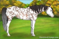 Horse Color:Bay Roan Splash Appaloosa Rabicano 
