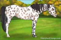 Horse Color:Bay Roan Appaloosa Rabicano 