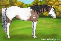 Horse Color:Bay Roan Splash Appaloosa Rabicano 