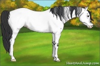 Horse Color:Blue Roan Appaloosa Rabicano 
