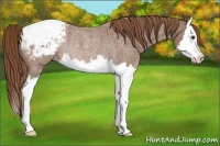 Horse Color:Red Roan Splash Appaloosa Rabicano 