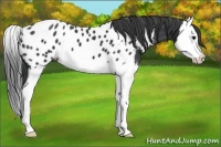 Horse Color:Black Splash Appaloosa 
