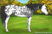 Horse Color:Blue Roan Splash Appaloosa 