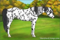 Horse Color:Blue Roan Appaloosa Rabicano 