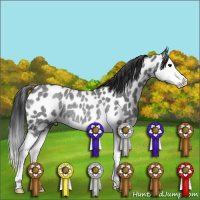 Horse Color:Blue Roan Splash Appaloosa Rabicano 