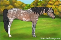 Horse Color:Bay Ice 