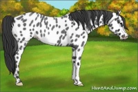 Horse Color:Blue Roan Appaloosa 
