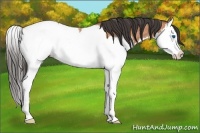 Horse Color:Bay Roan Splash Appaloosa 