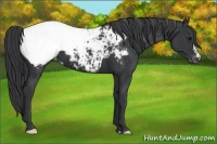 Horse Color:Black Appaloosa 