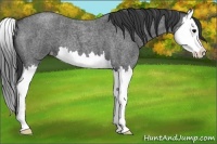 Horse Color:Blue Roan Splash Appaloosa 