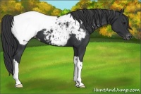 Horse Color:Black Appaloosa 