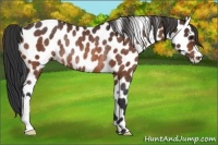 Horse Color:Brown Leopard Rabicano 