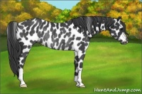 Horse Color:Black Appaloosa Rabicano 
