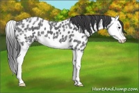 Horse Color:Black Ice Splash Appaloosa 
