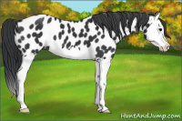 Horse Color:Black Splash Near Leopard 