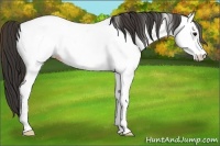 Horse Color:Bay Fewspot 