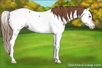 Horse Color:Red Roan Splash Appaloosa Rabicano 