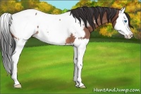 Horse Color:Bay Roan Splash Near Fewspot Rabicano 