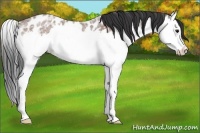 Horse Color:Bay Ice Roan Splash Appaloosa Rabicano